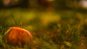 Pomme dans l'herbe