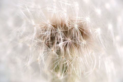 Paardenbloempluisjes