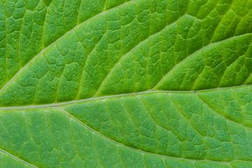 Groen blad van Daan Kloeg