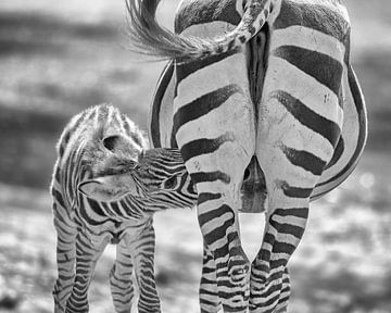 Baby zebra drinkt bij moeder van Patrick van Bakkum