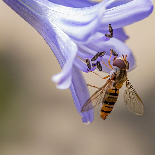 Agapanthus met zweefwesp van Huub de Bresser