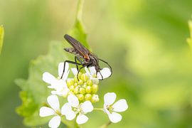 Dance fly on look-without-look