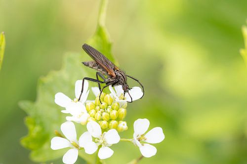 Dansvlieg op look-zonder-look