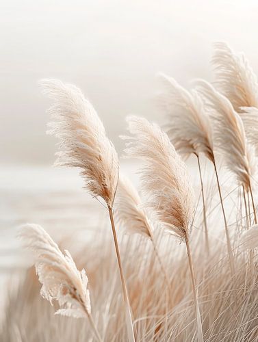 Poëzie aan zee - Idyllisch pampagras