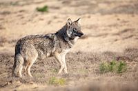 Wolf veluwe