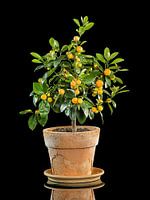 Mandarinenbaum