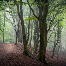 Panorama beeld van een mysterieus bos van Edwin Mooijaart