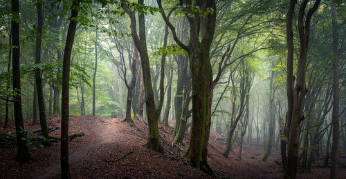 Panoramic view of a mysterious forest by Edwin Mooijaart