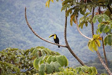 Pura Vida Costa Rica! van Susann Bendix