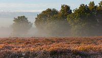 A morning on the Heath