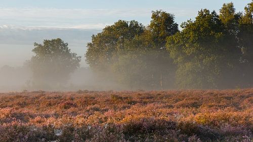 Une matinée sur la lande