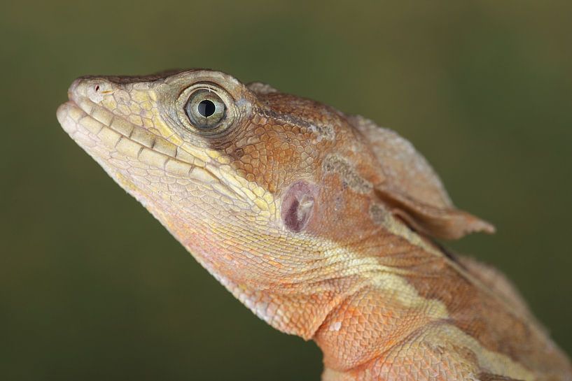 Helmbasilisk (Basiliscus basiliscus) von Ronald Pol
