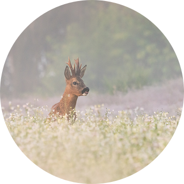 Reebok met grondmist van Anna Stelloo