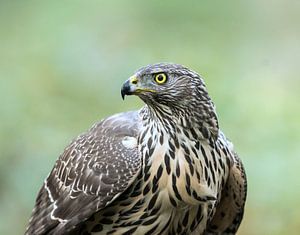 Juvenile Northern Goshawk! van Robert Kok