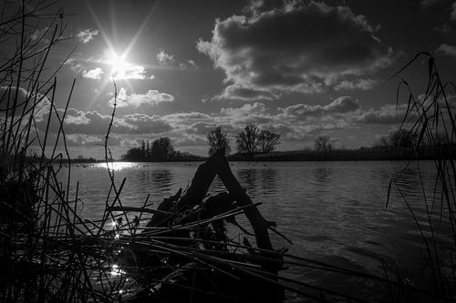 biesbosch landschap tegen de zon in