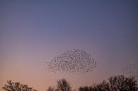 Spreeuwen zwerm met vliegende vogels in de lucht tijdens zonsondergang van Sjoerd van der Wal Fotografie thumbnail