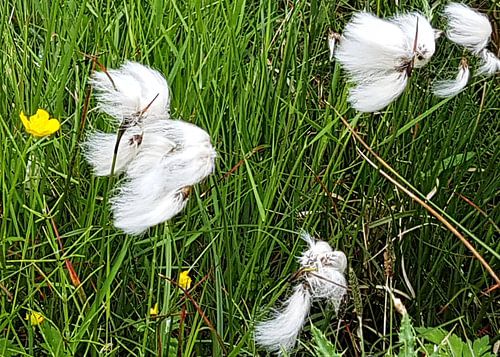 'Magie, Märchenwelt der Natur'