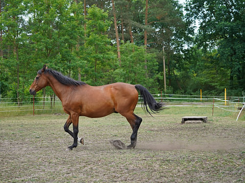 Trakehner Feldmeyer in de wei