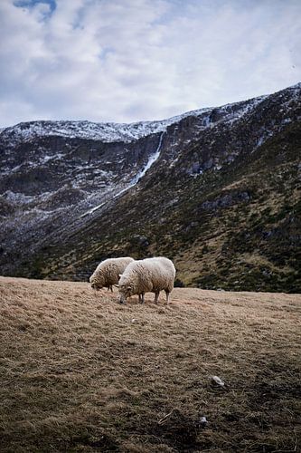Een paar schapen grazen de laatste stukjes gras op Alnes, Godøy, Noorwegen