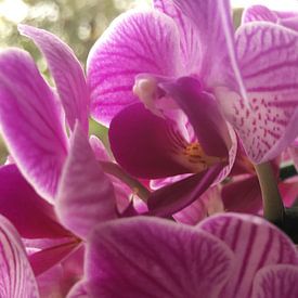 Orchidées pourpres sur See Like Me
