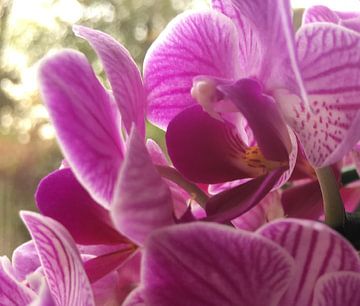 Purple Orchids by See Like Me