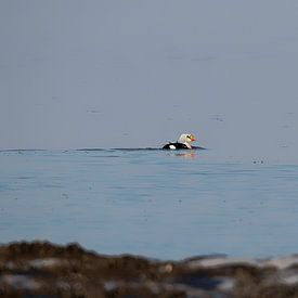 Koningseider van Albert Eggens