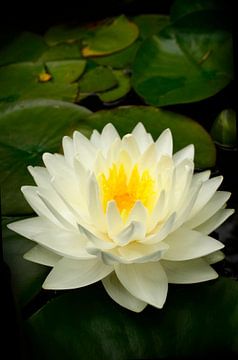 White water lily by Corinne Welp