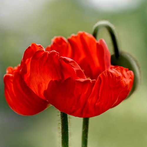 Vuurrode schoonheid