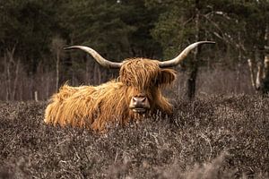 Schotse Hooglander van Koos de Vries