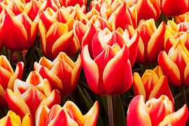 Tulpen von Erik Spiekman