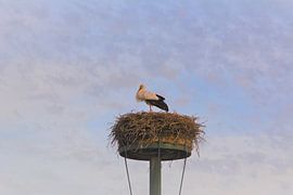 Vader Ooievaar van Michael van Eijk