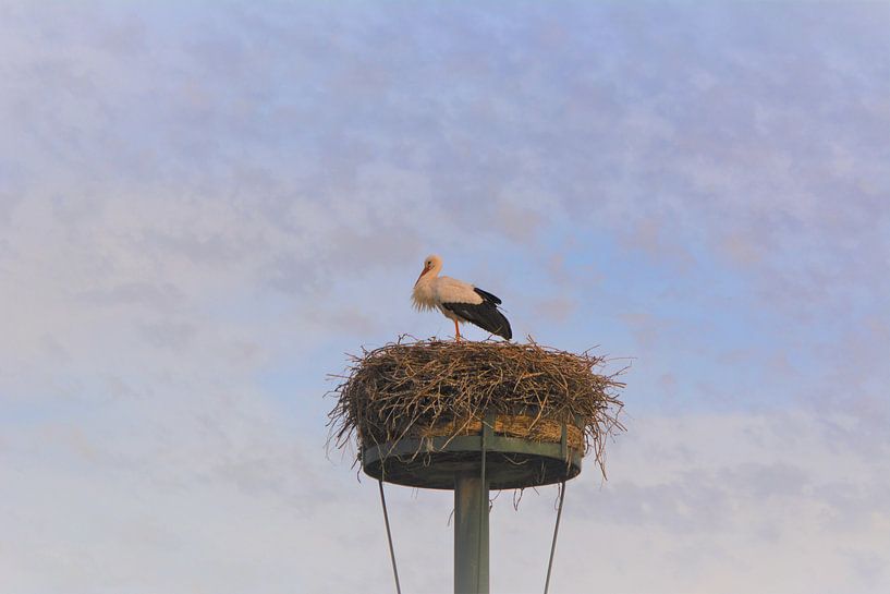 Father Stork by Michael van Eijk