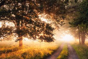 Der Weg zum ewigen Märchen von Loris Photography