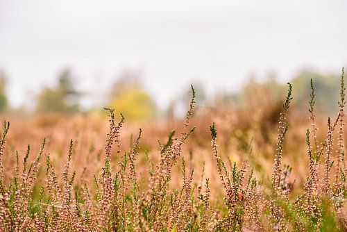 Heide op de voorgrond