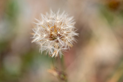 A delicate dandelion in sage green (dreamy macro photography)