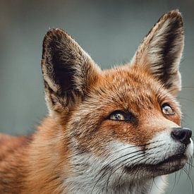 Porträt eines aufblickenden Fuchses in Grautönen von KB Design & Photography (Karen Brouwer)