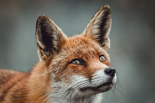 Portret van een vos die omhoog kijkt in grijstinten