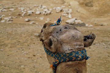 Camel/Dromedary