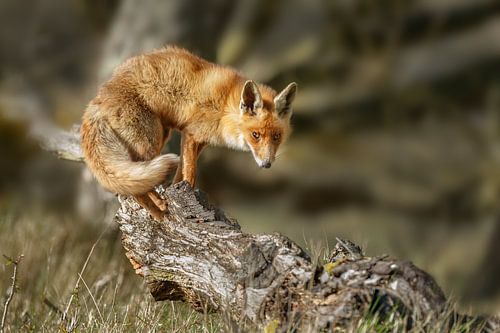 Red fox in nature