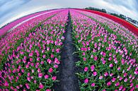 Tulpenveld Fisheye van Marc Smits thumbnail