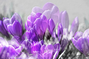 crocus