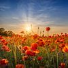 Poppy idyll in sunset by Melanie Viola