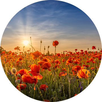 Klaproos idylle in de zonsondergang