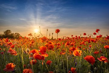 Idylle de coquelicots au coucher du soleil sur Melanie Viola