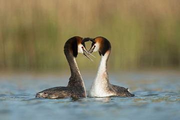 Haubentaucher ( Podiceps cristatus ) in Balzstimmung, balzend,  voll Anmut, Liebe, Zärtlichkeit, bil von wunderbare Erde