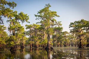 Swamp in the Deep South von Edwin Mooijaart