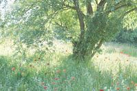 Een romantisch plekje (een mooi plekje met een wilgenboom en klaprozen en grassen)