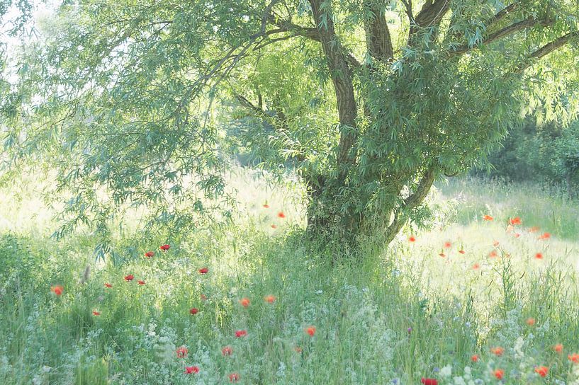 Ein romantischer Ort (ein hübscher Platz mit einem Weidenbaum, Mohnblumen und Gräsern) von Birgitte Bergman