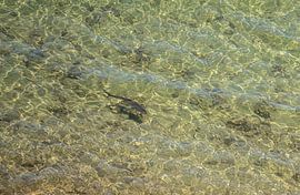 Shark Bay, Australia by Stefan Havadi-Nagy