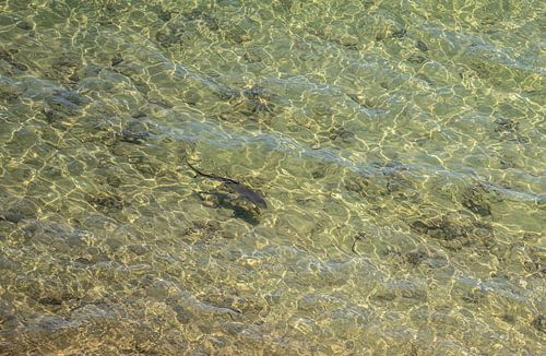 Shark Bay, Australië